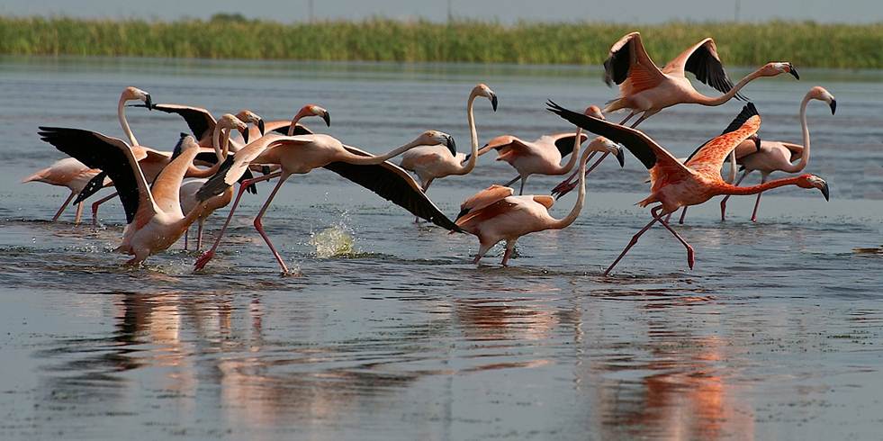 South Florida Water Management District flamingos in flight May 2014
