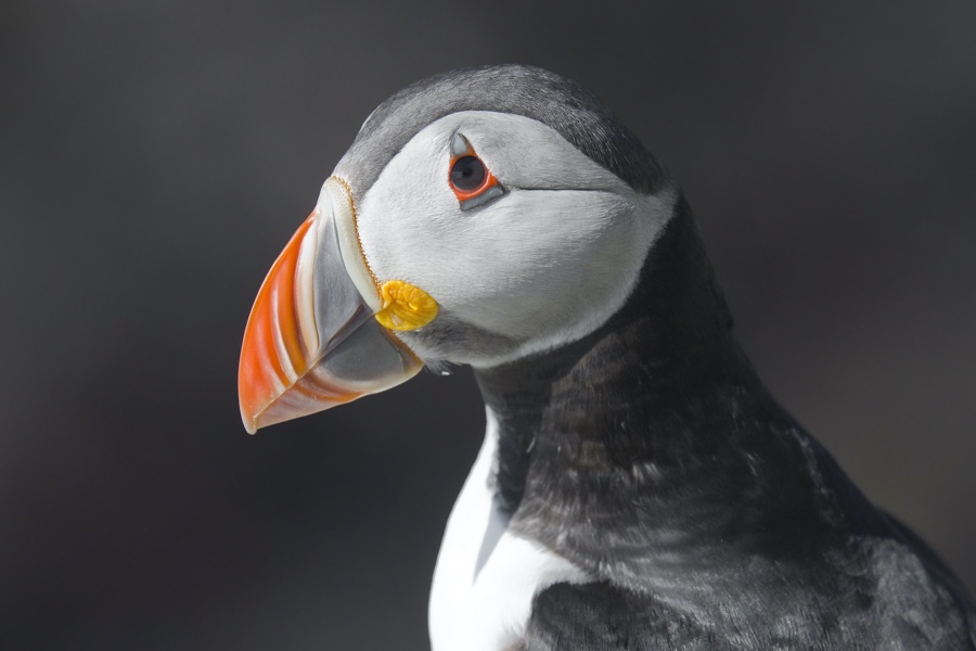 The Atlantic Puffin (Fratercula arctica)