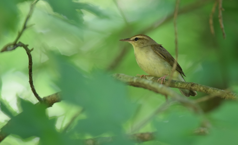 Swainson’s Warbler (Limnothlypis swainsonii)