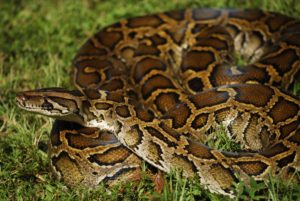 burmese-python