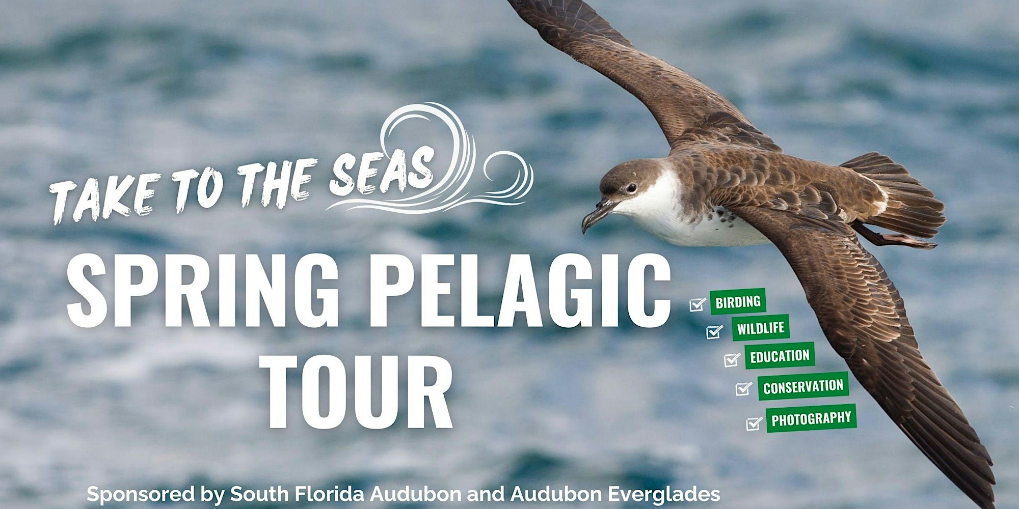 pelagic bird tours queensland
