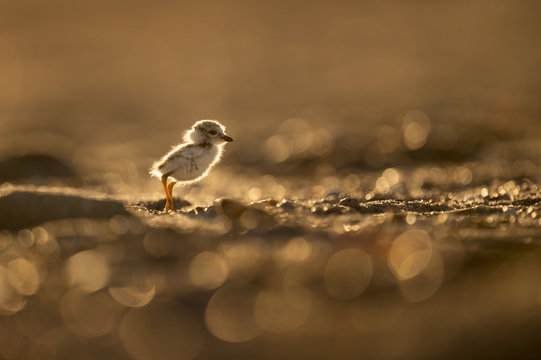 A tiny Piping Plover chick standing on a sandy beach in the morning sun